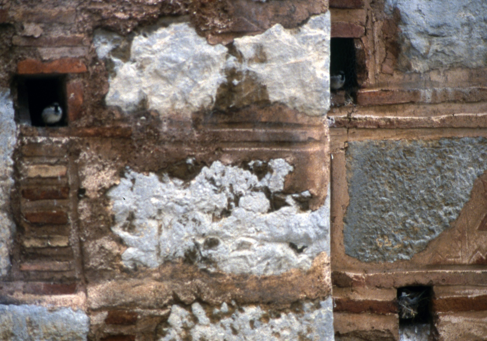 Νests of sparrows. Hosios Loukas